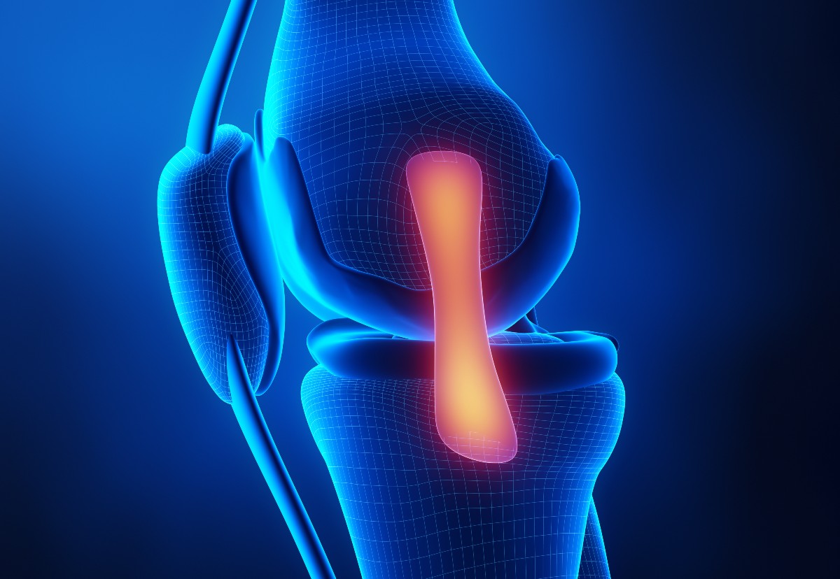 medial knee ligament diagram
