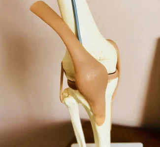 human knee model